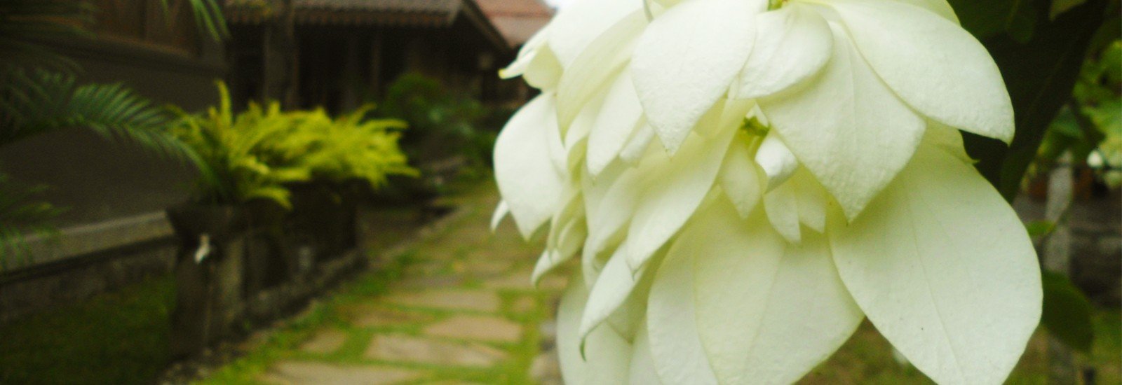 banner-background